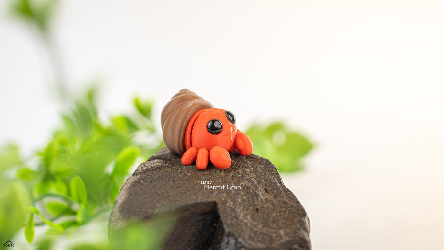 Baby Hermit Crab