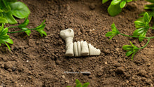 Baby Brontosaurus Skeleton