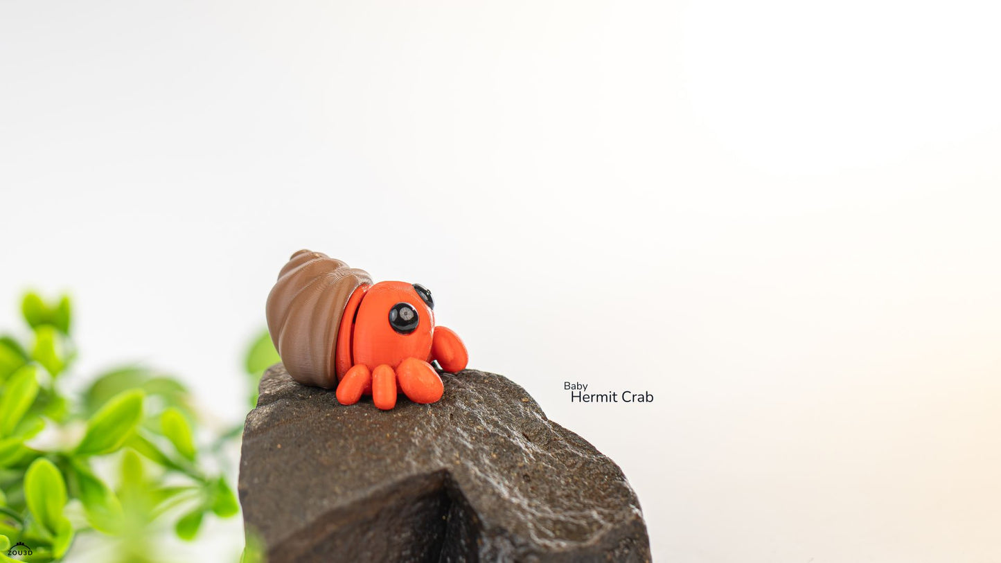 Baby Hermit Crab