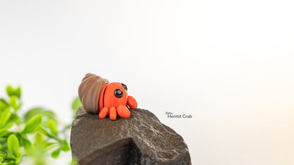 Baby Hermit Crab