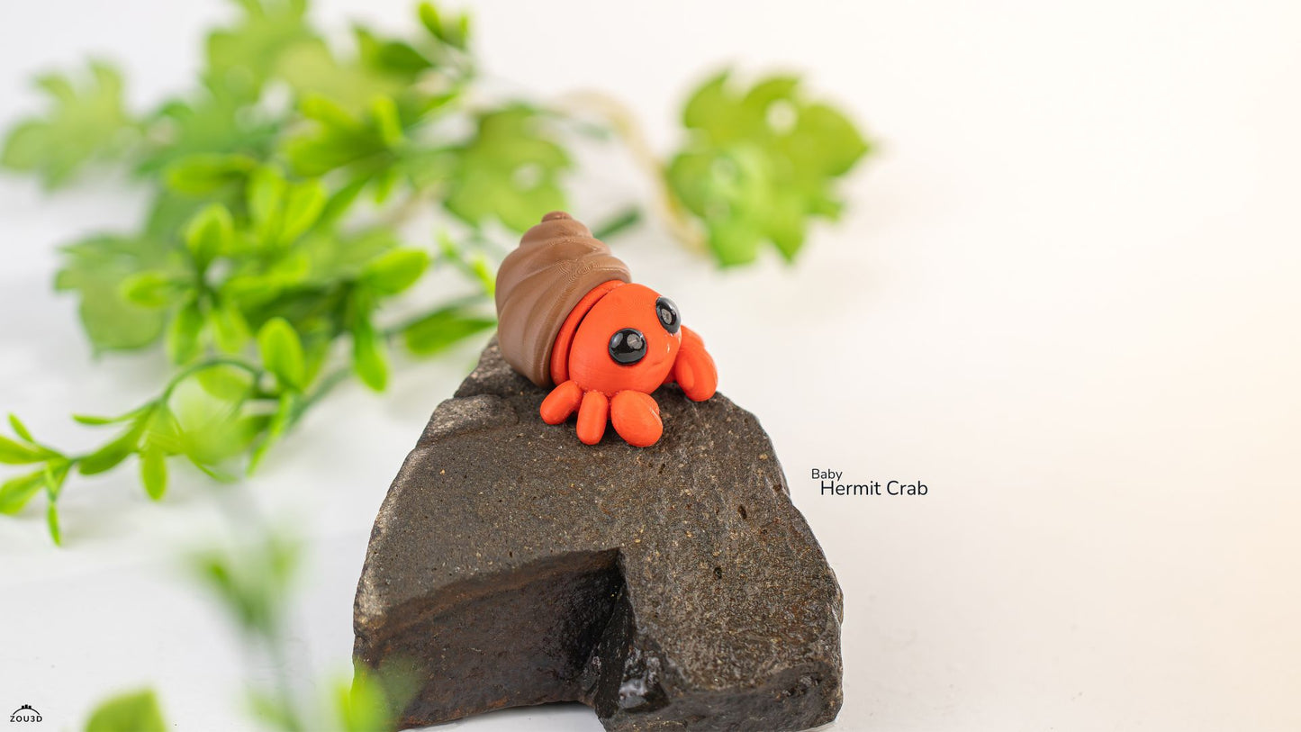 Baby Hermit Crab