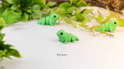 Baby Iguana