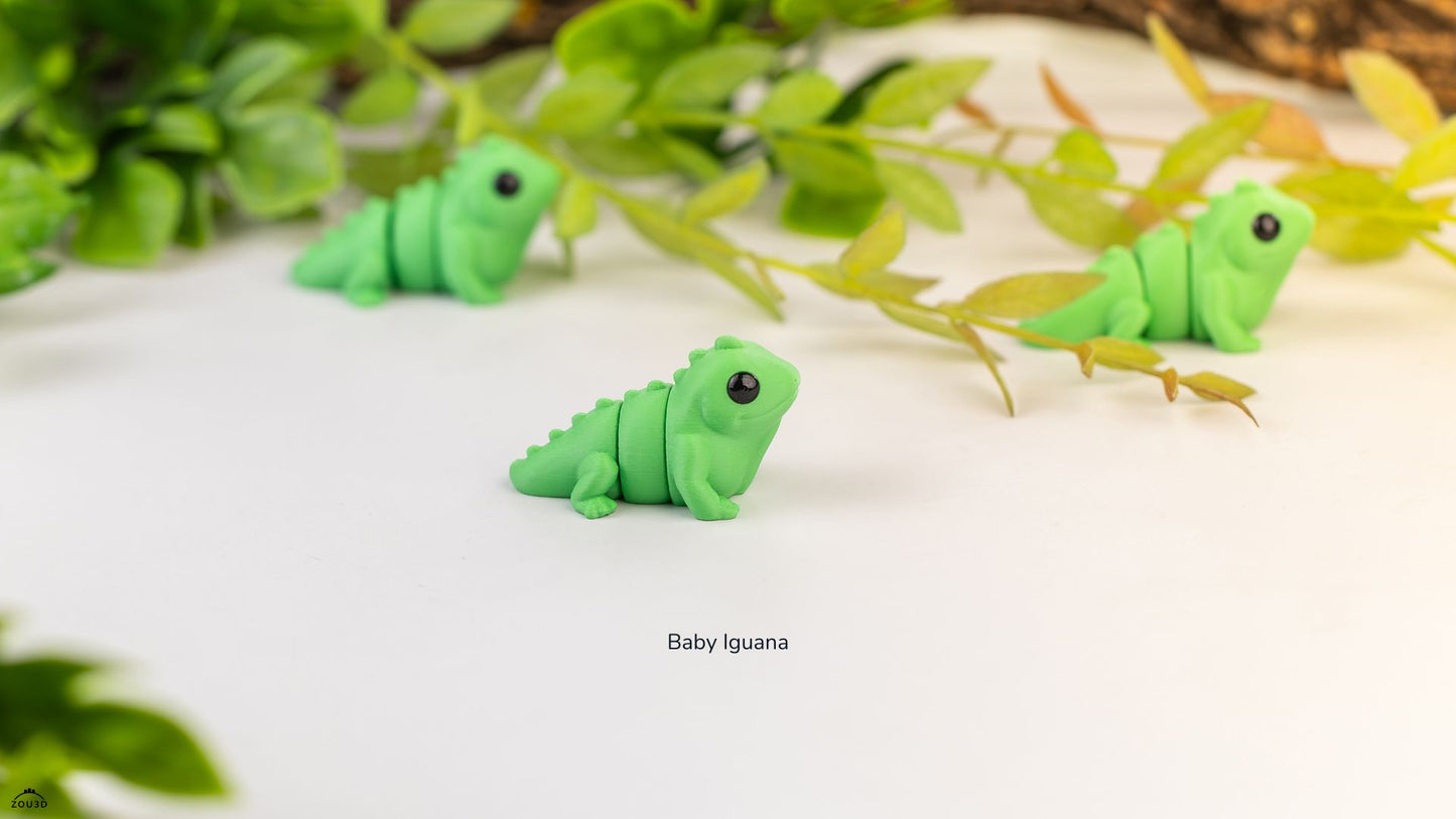 Baby Iguana