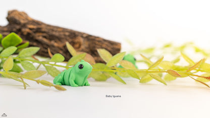 Baby Iguana
